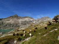 Schafe vor dem Weißseekopf